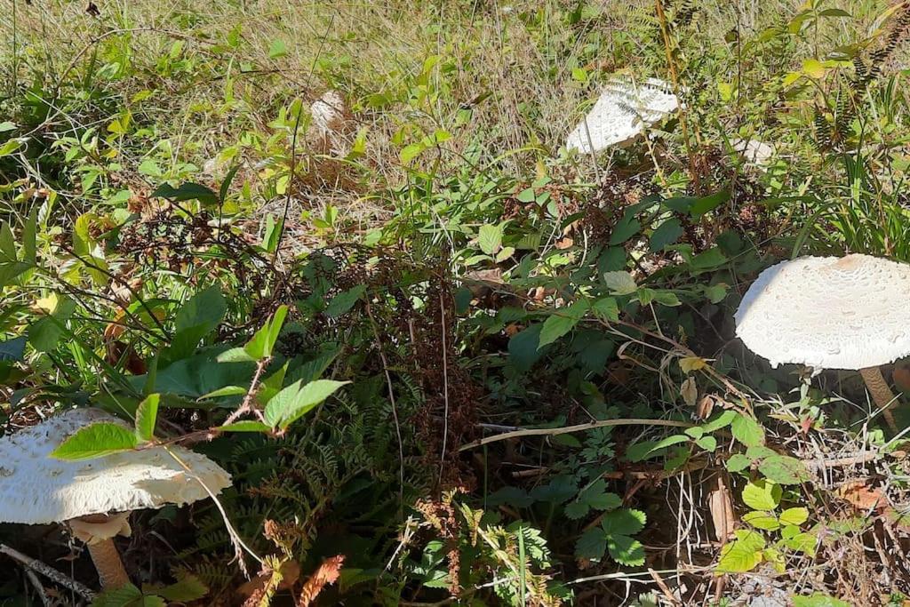 Appartement Vercors 4 Personnes Autrans-Meaudre-en-Vercors Zewnętrze zdjęcie